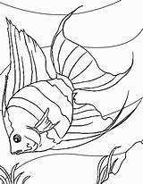 Sea Fish Coloring Pages  Home sketch template