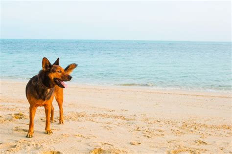 Premium Photo | A happy dog relaxing on the beach