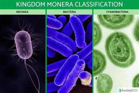 Kingdom Monera Definition and Characteristics in Biology with Examples