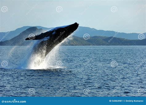 Humpback Whale Breaching, Whitsundays, Australia Royalty-Free Stock ...