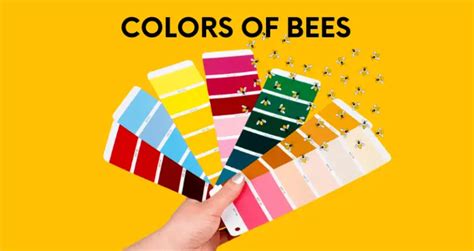 Bee Colors: Why Bees Vary In Color & Which Colors Are Dominant