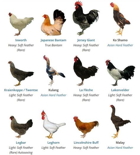 https://poultrykeeper.com/chicken-breeds/ | Chicken breeds, Animal ...