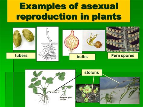 Asexual Reproduction Types