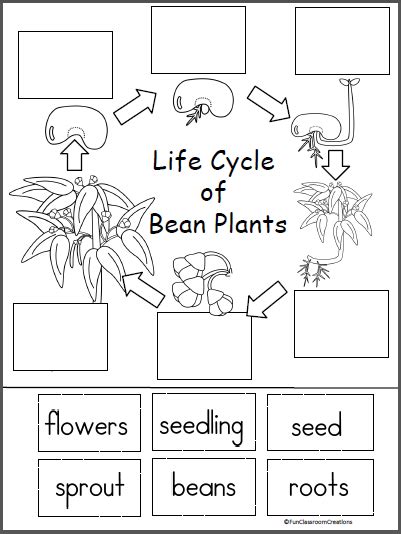 Free Life Cycle Of A Bean Plant Activity - Made By Teachers