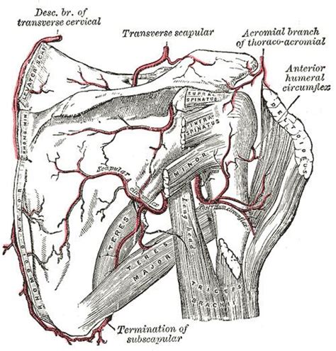 Circumflex scapular artery - Alchetron, the free social encyclopedia