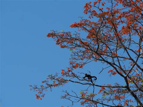 PHOTOS: The (wild)life of Tortuguero - Tiny Travelogue