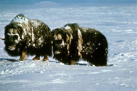 Muskox | Ovibos moschatus | Mammal