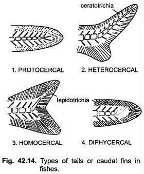 Vertebral Column in Fishes (With Diagram) | Chordata | Zoology