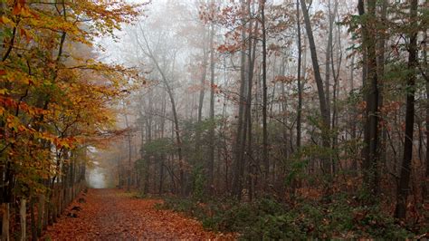 Autumn time in forest 1920 x 1080 HDTV 1080p Wallpaper