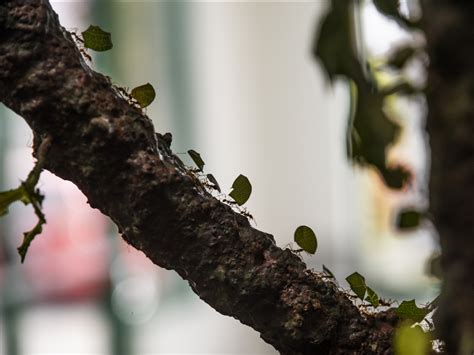 Leaf-cutting Ants Carrying Leaves Free Stock Photo - Public Domain Pictures