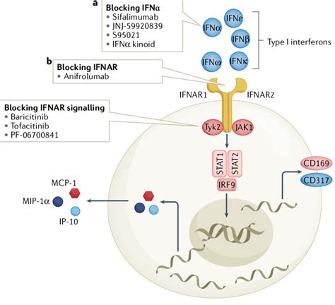 | therapeutic targets in the type I interferon pathway. Several ...