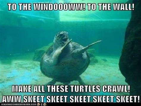 sea turtle memes