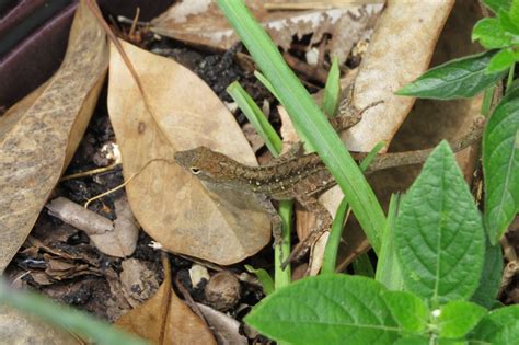 A New Kid on the Block: the Cuban (Brown) Anole - UF/IFAS Extension ...