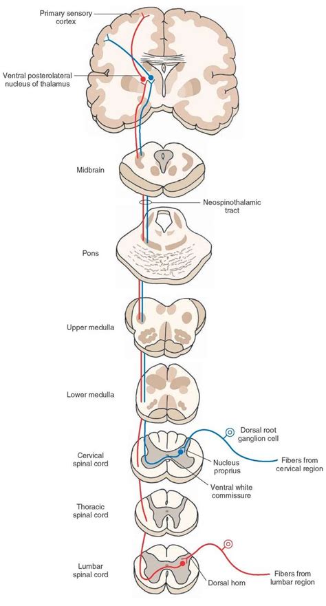 The Ascending Tracts