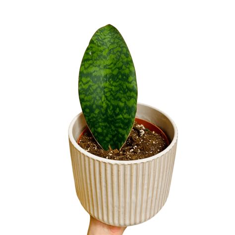 Whalefin Snake Plant - Large (6”) | Plant Van