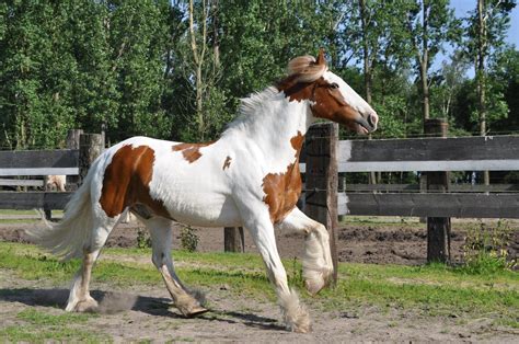 The Importance of the Domestication of Horses : Content Rally