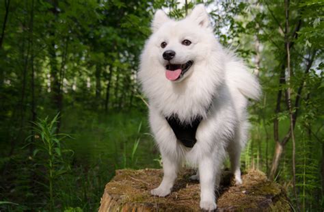 Indian Spitz Dog Breed History Lifespan Caring Tips And Price in India