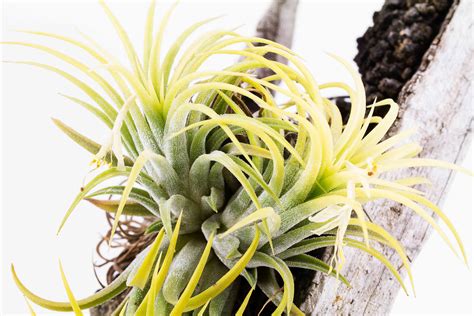 25 Air Plant Types To Grow Indoors