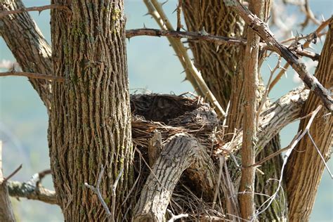 American Robin's Nest | American_Robin's_Nest_041820_1100_42… | Flickr