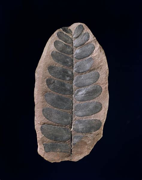 Neuropteris Fossil Plant Photograph by Natural History Museum, London ...