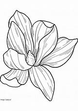 Magnolia Coloring Pages  Free Printable For Kids And Adults sketch template
