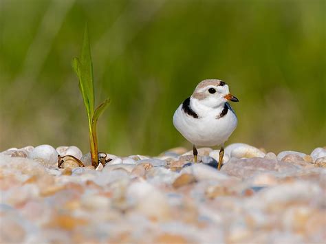 Piping Plover Nesting (Location, Eggs + Behavior) | Birdfact