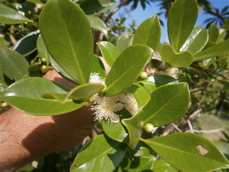 Thai strawberry guava trees bear lots of fruits | Discovery Garden