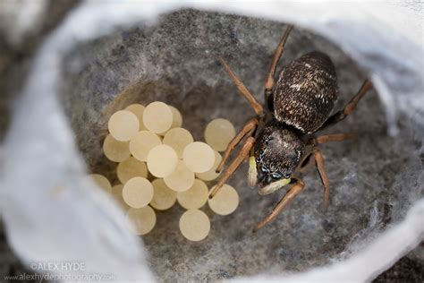 Jumping Spider {Heliophanus cupreus} | Alex Hyde