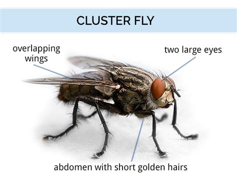 Cluster Flies Identification Guide | Cluster Fly Facts