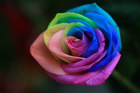 Rainbow Roses Are Extra Special Flowers For The Extra Special People In ...