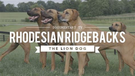 Rhodesian Ridgeback African Lion Dog