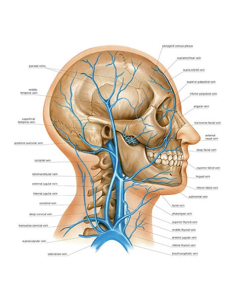 Quiz: Veins Of The Head And Neck, 52% OFF