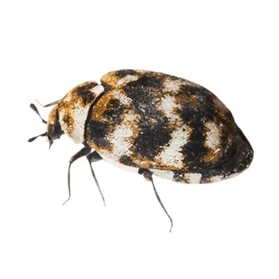 Carpet Beetle Prevention Tips for New Jersey Residents | ChemTec