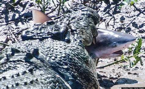 Crocodile vs. Shark: Only One Emerges Victorious (PHOTOS) | HuffPost