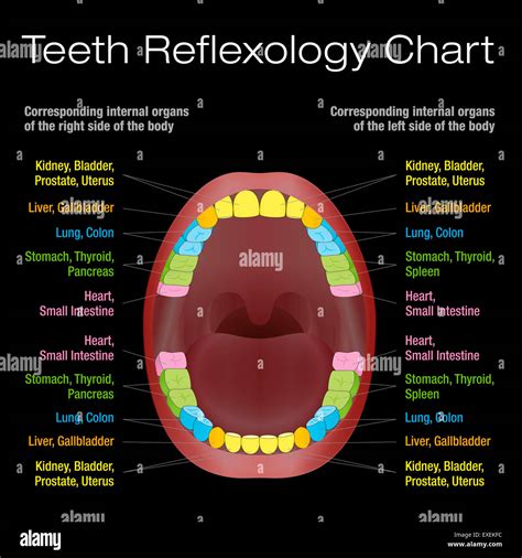 Tooth Reflexology Chart