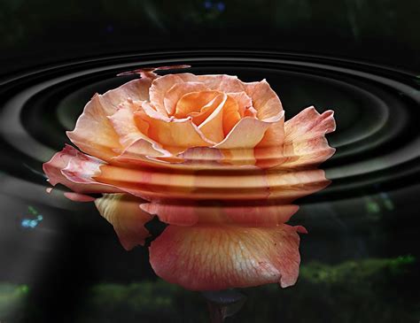 Roses. Water ripples filter. | This is a fun to use free fil… | Flickr