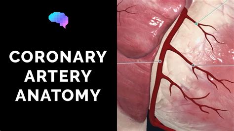 Coronary Arteries Anatomy