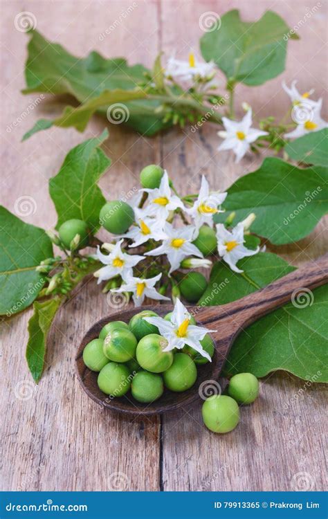 Solanum Torvum with Flower Bunch Stock Image - Image of flower, plant: 79913365