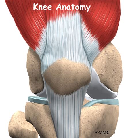 Knee Anatomy - eOrthopod.com