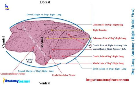 Dog Lung Anatomy - Canine Right and Left Lungs Lobes » AnatomyLearner >> The Place to Learn ...