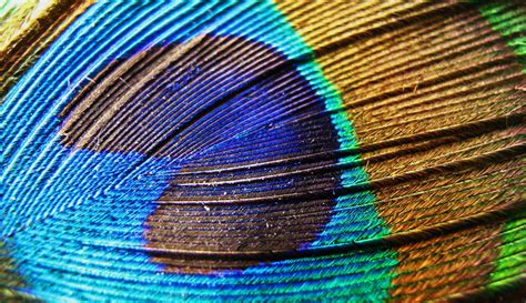 Peacock Feather Close-up by vermilionbird on DeviantArt