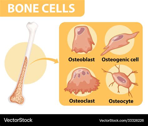 Human bone cells anatomy Royalty Free Vector Image