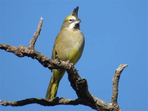 Yellow Cardinal - eBird