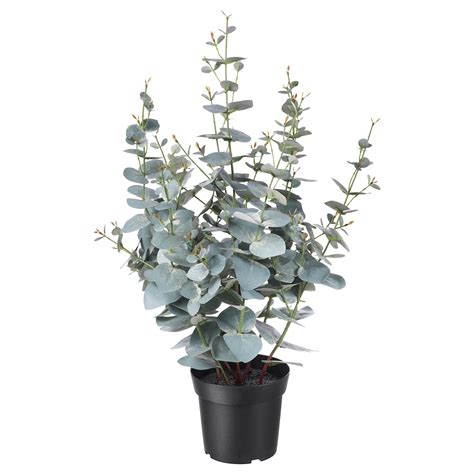 FEJKA artificial potted plant, in/outdoor eucalyptus, 15 cm (6") - IKEA