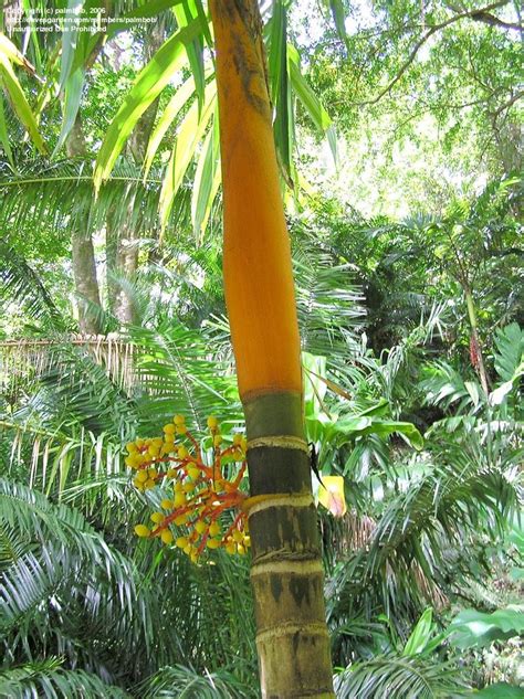 PlantFiles Pictures: Areca Species, Orange Crownshaft Palm, Pinang ...