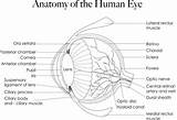 Eye Anatomy Coloring Page sketch template