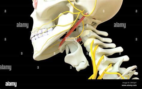 Stylohyoid Muscle anatomy for medical concept 3D illustration Stock Photo - Alamy