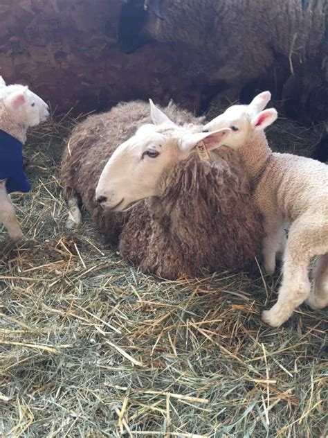 Border Leicester Sheep: Is This Dual-Purpose Breed Right For You?