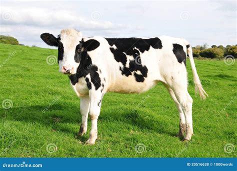 Holstein Calf Royalty Free Stock Photos - Image: 20516638