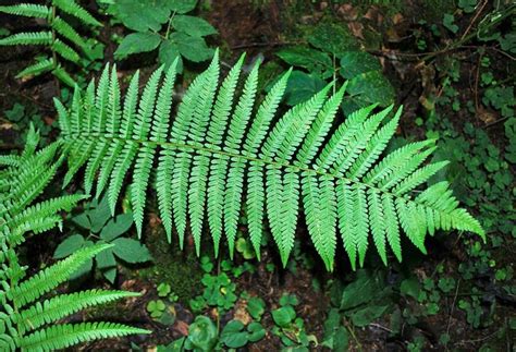 Dryopteris filix-mas - Monaco Nature Encyclopedia